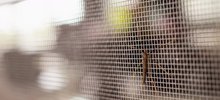 Repair Mosquito Mesh For Windows in Belle Glade, FL